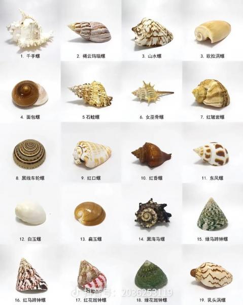 海螺水泥有几种型号/海螺水泥有几种哪种比较好一点-第2张图片 海螺水泥有几种型号/海螺水泥有几种哪种比较好一点-第2张图片